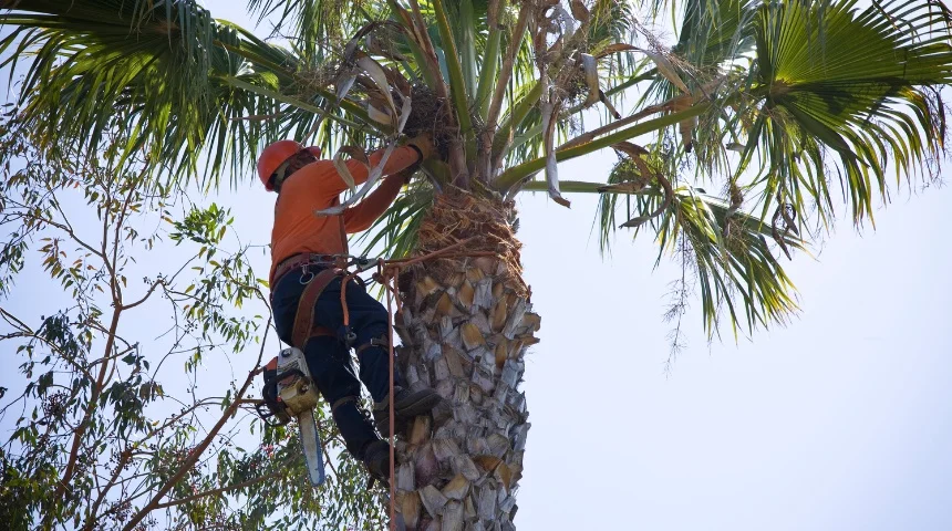 palm tree trimming temecula