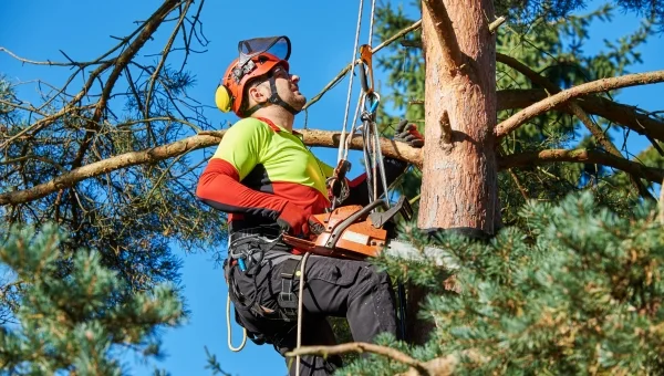 tree care expert