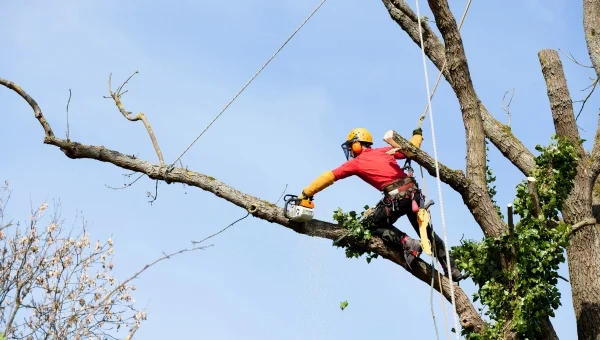 why choose our certified Arborist
